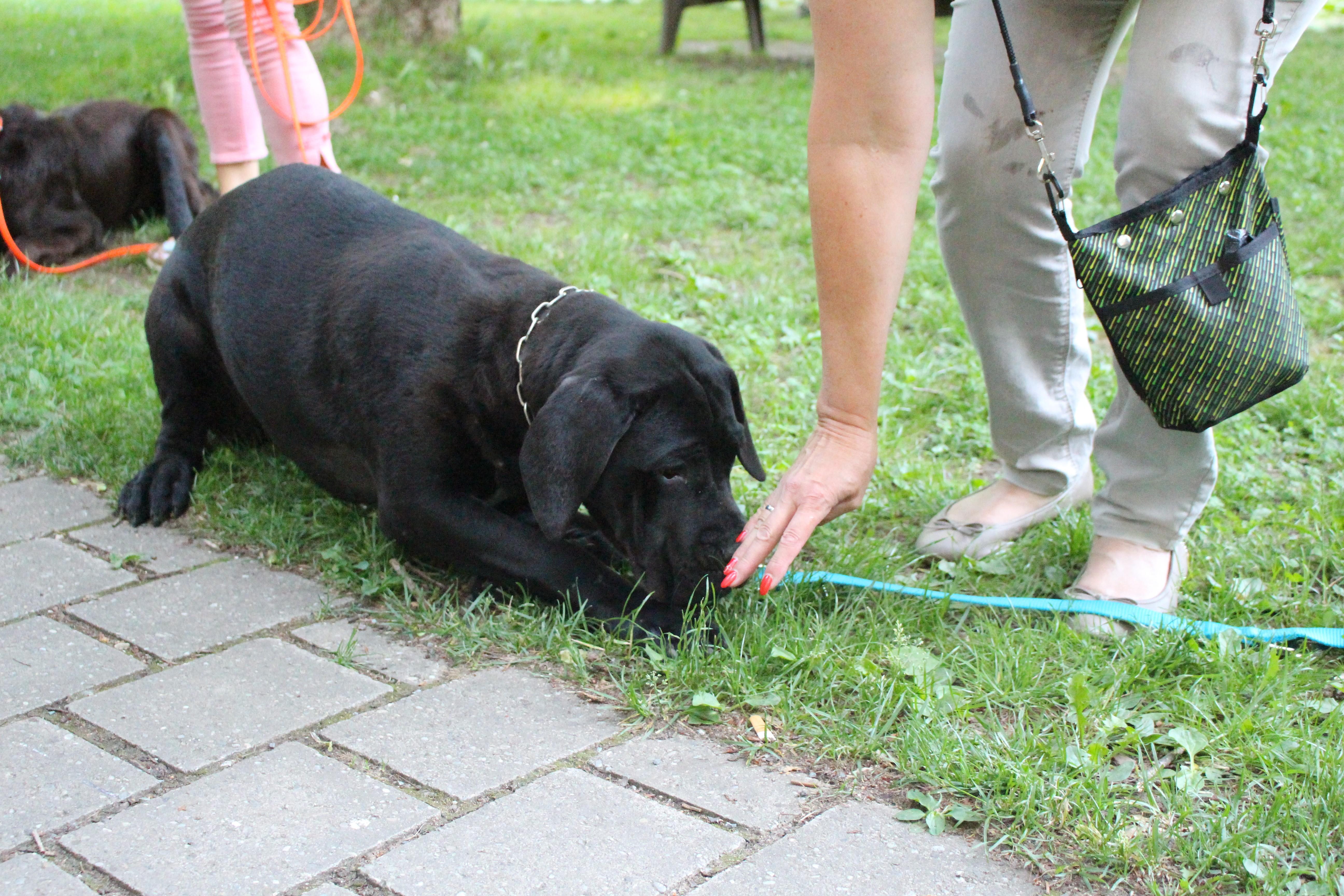 Beim Belohnen ist Vorsicht geboten. "Wenn ihr euch zu euphorisch über das Gehorchen freut, werden die Hunde ganz aufgeregt, springen auf und denken, sie werden dafür belohnt", erläutert der 48-Jährige.