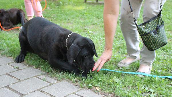 Beim Belohnen ist Vorsicht geboten. "Wenn ihr euch zu euphorisch über das Gehorchen freut, werden die Hunde ganz aufgeregt, springen auf und denken, sie werden dafür belohnt", erläutert der 48-Jährige.