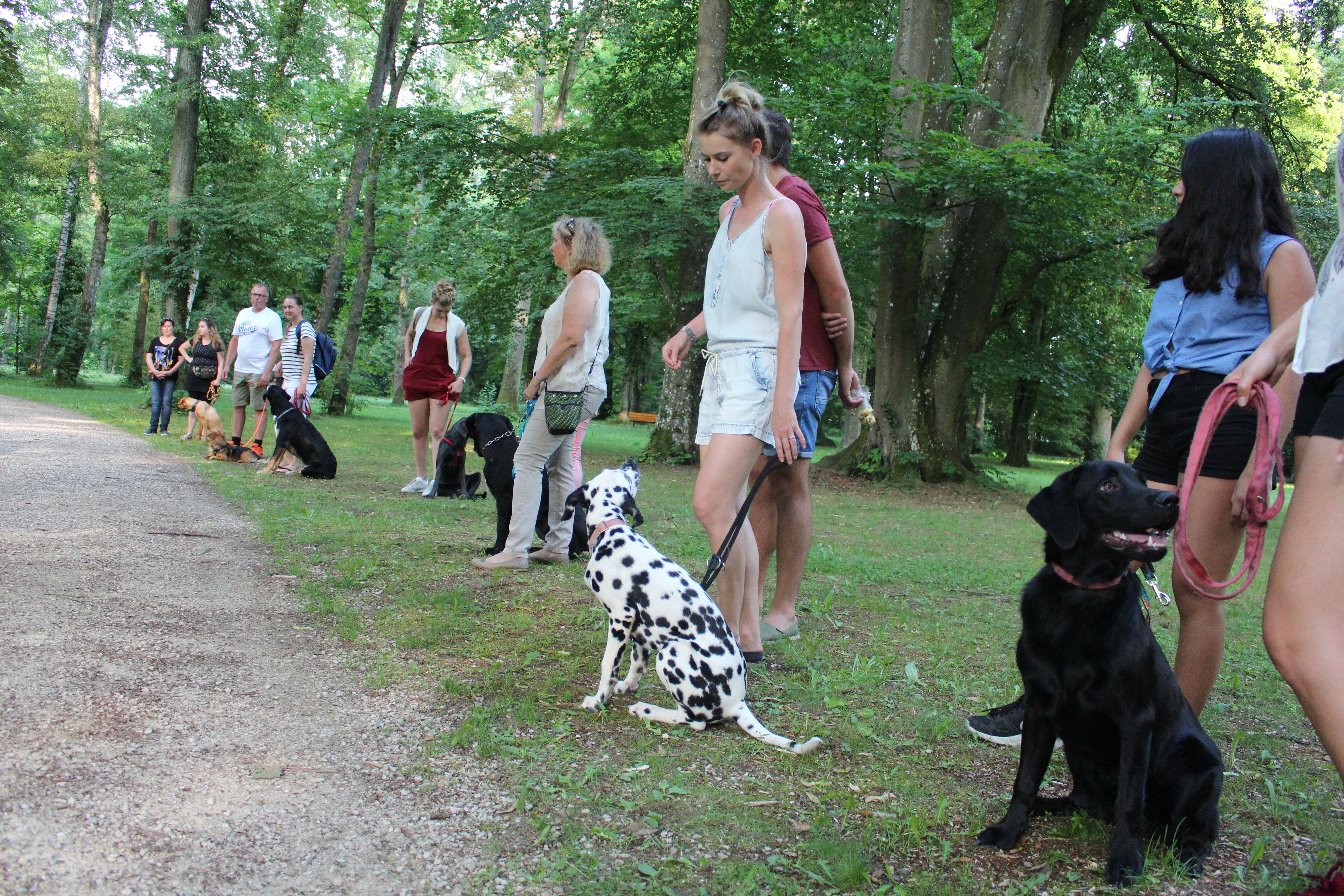 Etwa zehn Hunde und ihre Besitzer sind zum Hundetraining in den Stadtpark in Schwabach gekommen. Der Schwabacher Hundetrainer Christian Lugert von der Hundeschule "Dog Ranch" verrät, ...