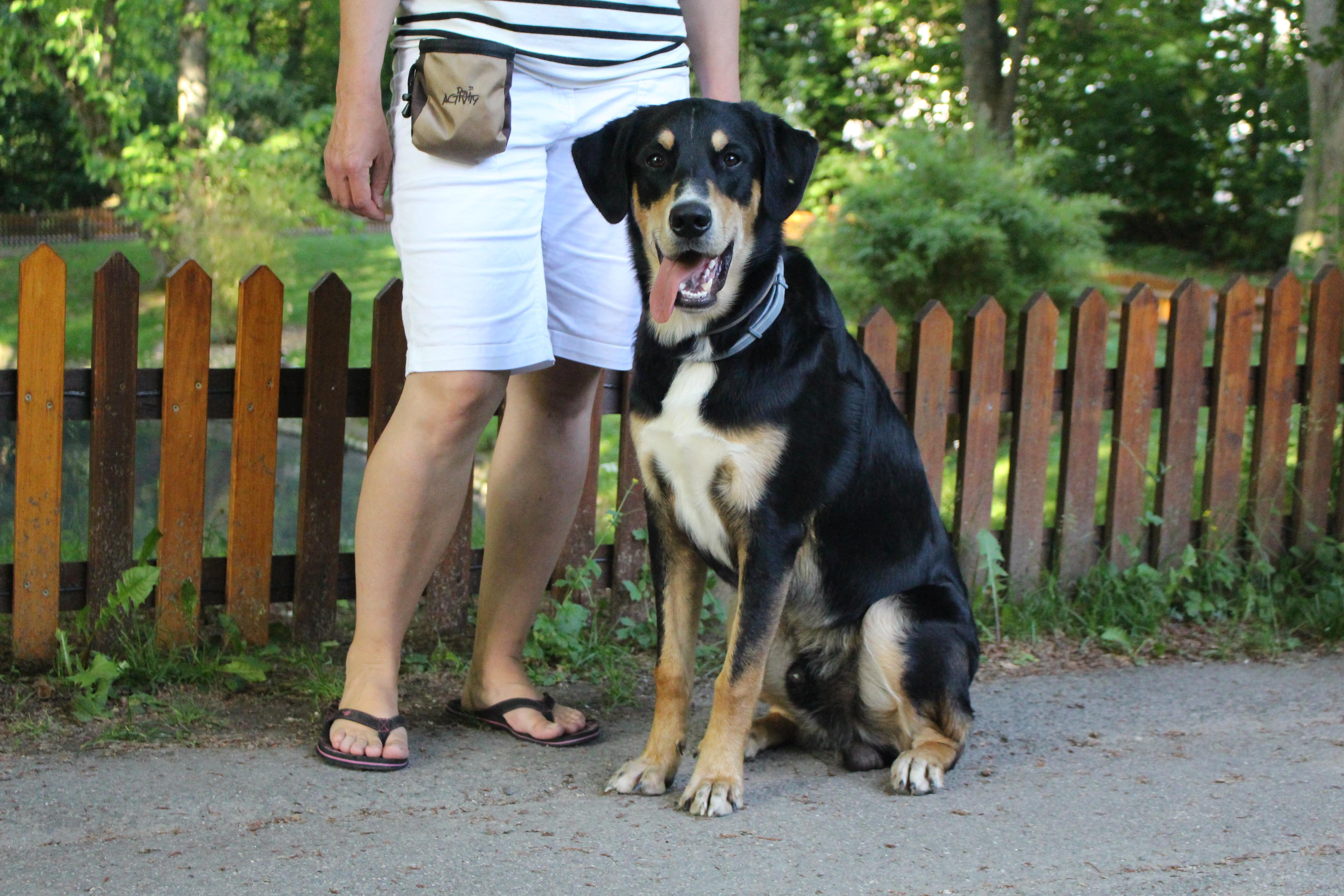 "Die Wohndichte ist größer geworden, die Hunde haben weniger Freiräume." Dennoch sei die große Mehrheit an Hunden gut erzogen.