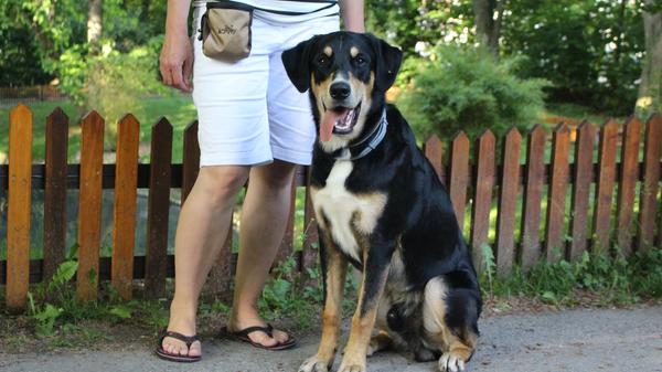 "Die Wohndichte ist größer geworden, die Hunde haben weniger Freiräume." Dennoch sei die große Mehrheit an Hunden gut erzogen.