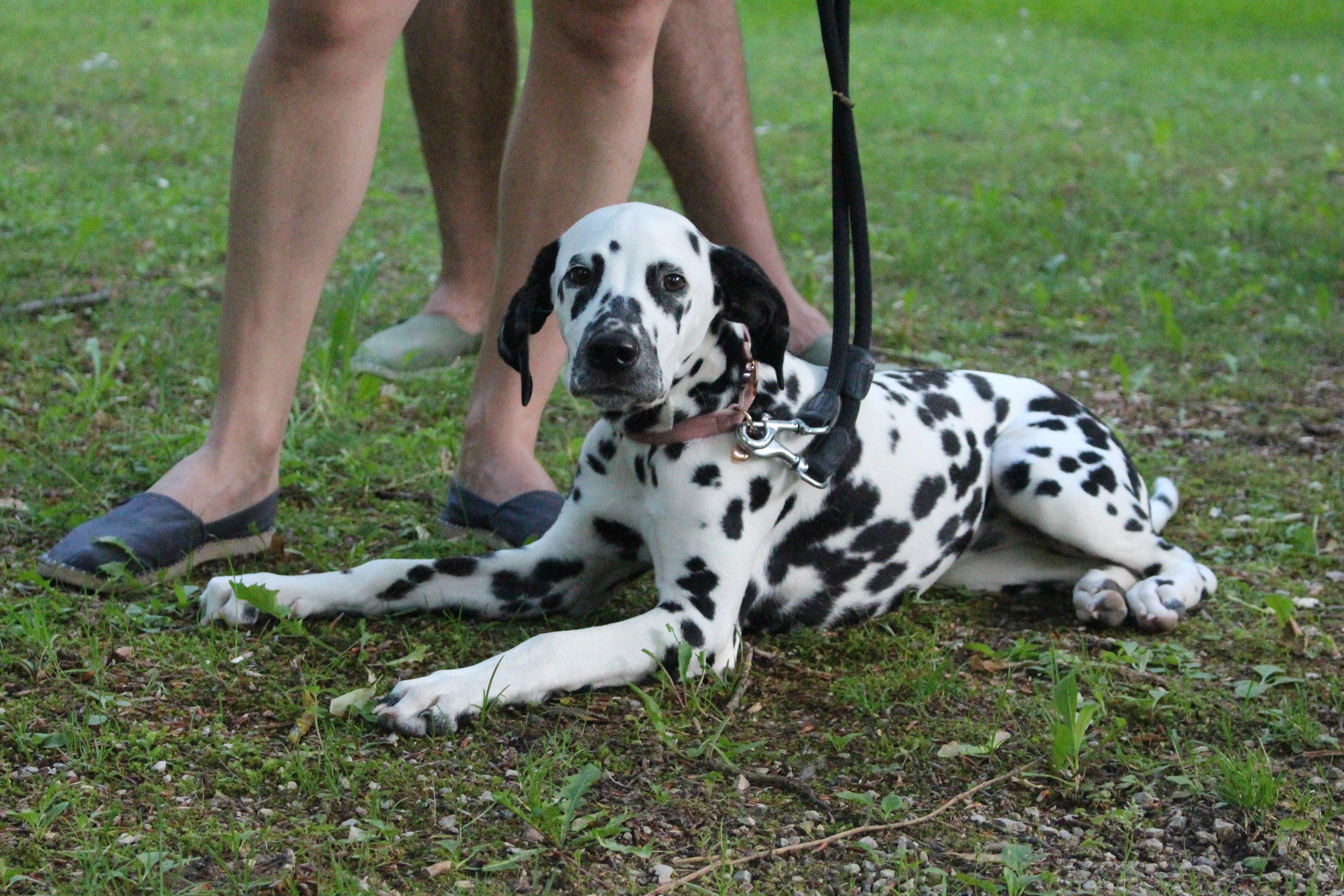… ob der Hund das wegen seines Jagdinstinkts macht oder weil er Angst hat.“ Anschließend müsse die Emotion verändert werden, die der Hund bislang damit verbindet. „Durch das Training speichert der Hund dann ab, dass der Staubsauger toll ist.“