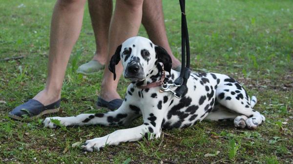 … ob der Hund das wegen seines Jagdinstinkts macht oder weil er Angst hat.“ Anschließend müsse die Emotion verändert werden, die der Hund bislang damit verbindet. „Durch das Training speichert der Hund dann ab, dass der Staubsauger toll ist.“