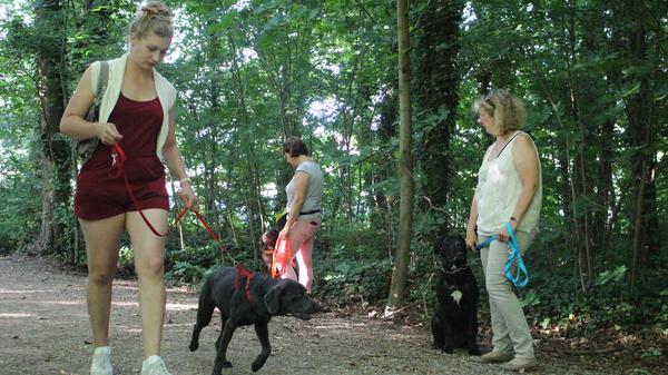 Wer seinen Hund neu hat: Eine Woche Eingewöhnung im neuen Zuhause reicht – unabhängig davon, …