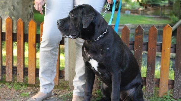 … seien die ersten 16 Lebenswochen bereits entscheidend. "Wenn die Besitzer später ihre Regeln durchsetzen wollen, wird es umso mühsamer", betont er.