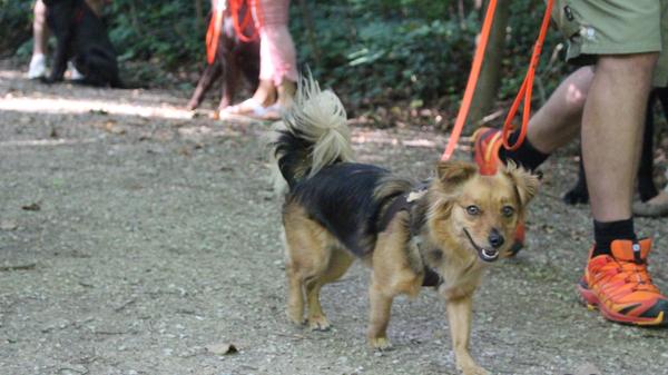 ... empfiehlt er ein Einzeltraining. „Zuerst muss man herausfinden, ...