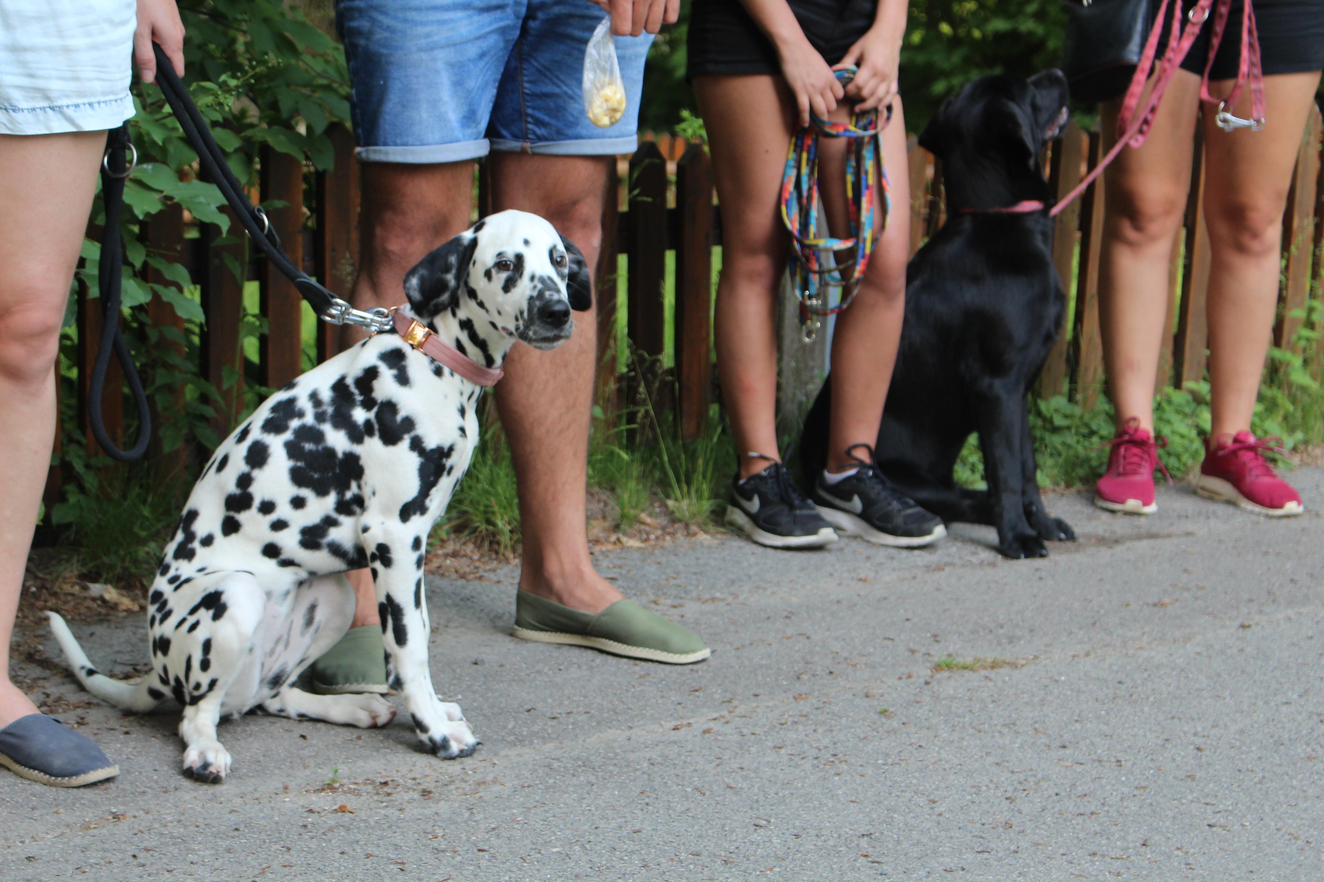 ...ob der Hund von einer Züchterin, aus dem Tierheim oder aus dem Ausland stamme. "Es geht um liebevolle Konsequenz, damit die Hunde entspannt aufwachsen können", so Lugert.