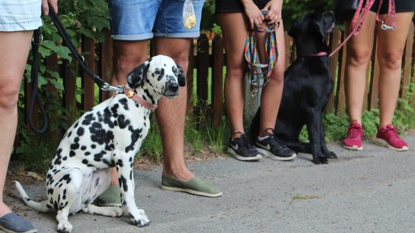 ...ob der Hund von einer Züchterin, aus dem Tierheim oder aus dem Ausland stamme. "Es geht um liebevolle Konsequenz, damit die Hunde entspannt aufwachsen können", so Lugert.