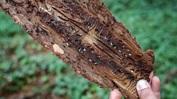 Wenn man das Holz von befallenen Bäumen untersucht, sieht man die winzigen Bohrlöcher der Borkenkäfer, das braune Bohrmehl, das an den Rindenschuppen hängt und die Harztropfen, mit denen sich der Baum vergeblich zu wehren versucht hat. Die Rinde löst sich vom Stamm, die Baumkrone wird rot, die Nadeln fallen vom Baum. Der Grund für das Absterben der Bäume: Die Gänge, die die Käfer für ihre Brut bohren, kappen die Wasser- und Nährstoffzufuhr des Baumes in der Rinde.