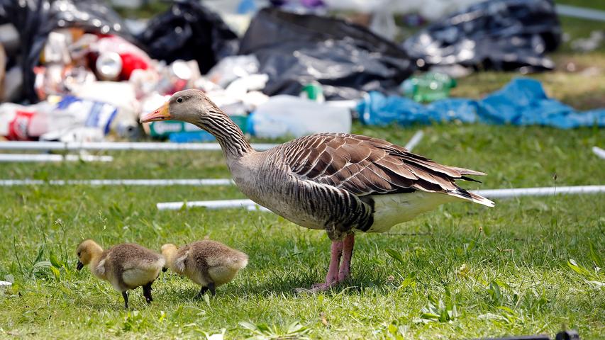 Zelte, Bierdosen und Plastik: Nur der Müll bleibt von Rock im Park 