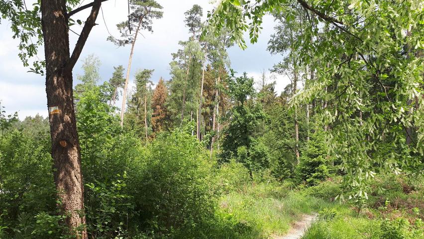 Der Reichswald ist wunderschön. Die Gefahr, die sich unter der Rinde durchs Holz frisst, bleibt Laien meist verborgen. Verfärben sich Bäume, ist der Befall schon vorangeschritten.