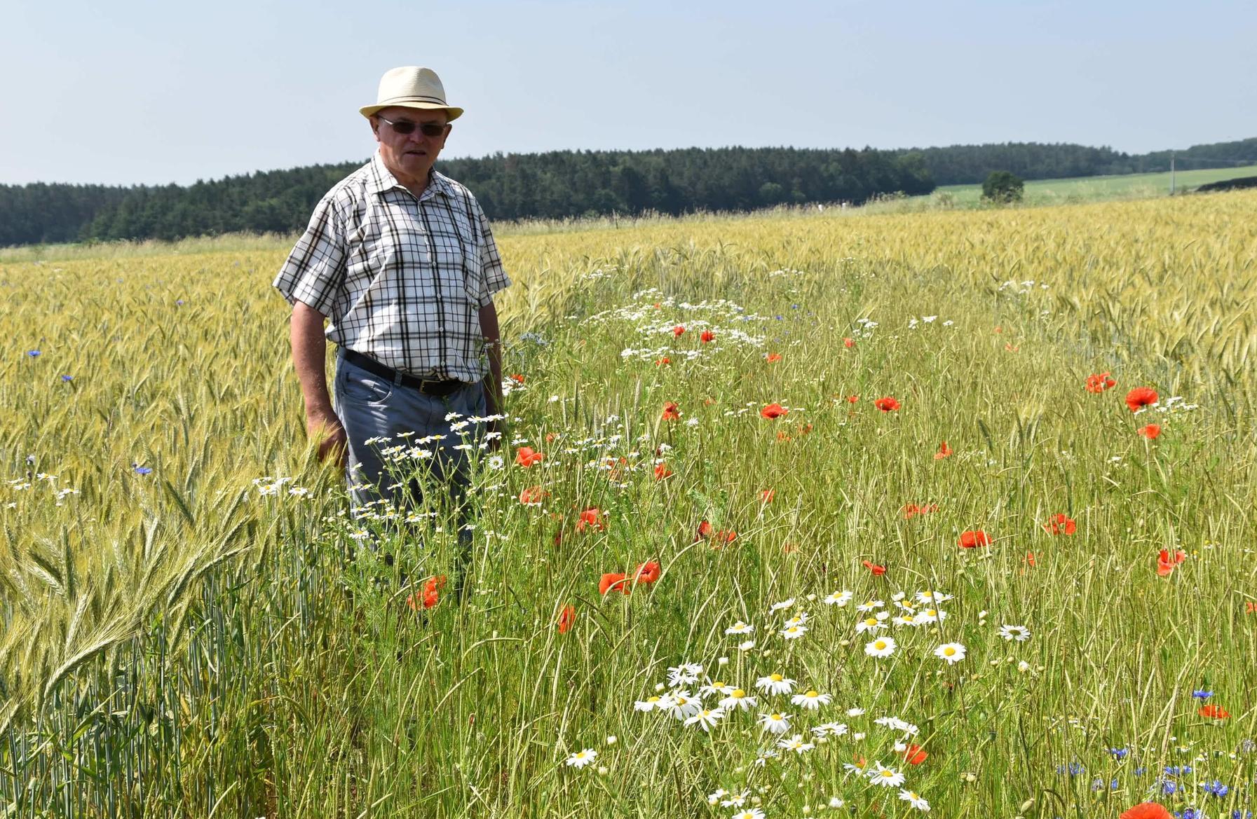 Wer wissen will, welche Feldfrüchte in Bayern am öftesten angebaut werden, muss das Bayerische Landesamt für Statistik konsultieren. Wir haben die häufigsten davon in eine Rangliste gepackt. Auf Rang 10 befindet sich eine für viele relativ unbekannte Getreidesorte, die aber dennoch im Jahr 2019 auf immerhin 64.449 Hektar angebaut wurde: die Triticale. Sie ist eine Kreuzung aus Roggen und Weizen, wird vor allem in klimatisch ungünstigen Regionen angebaut und als Futtergetreide genutzt. 2019 wurden in Bayern 410.000 Tonnen geerntet.