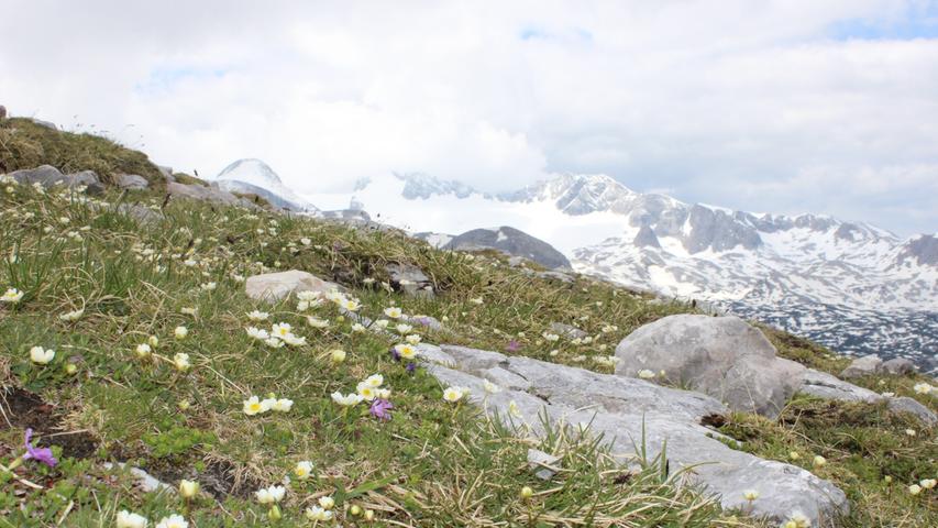 Auch im hochalpinen Gelände kämpfen sich kleine Alpenblumen aus der Erde.