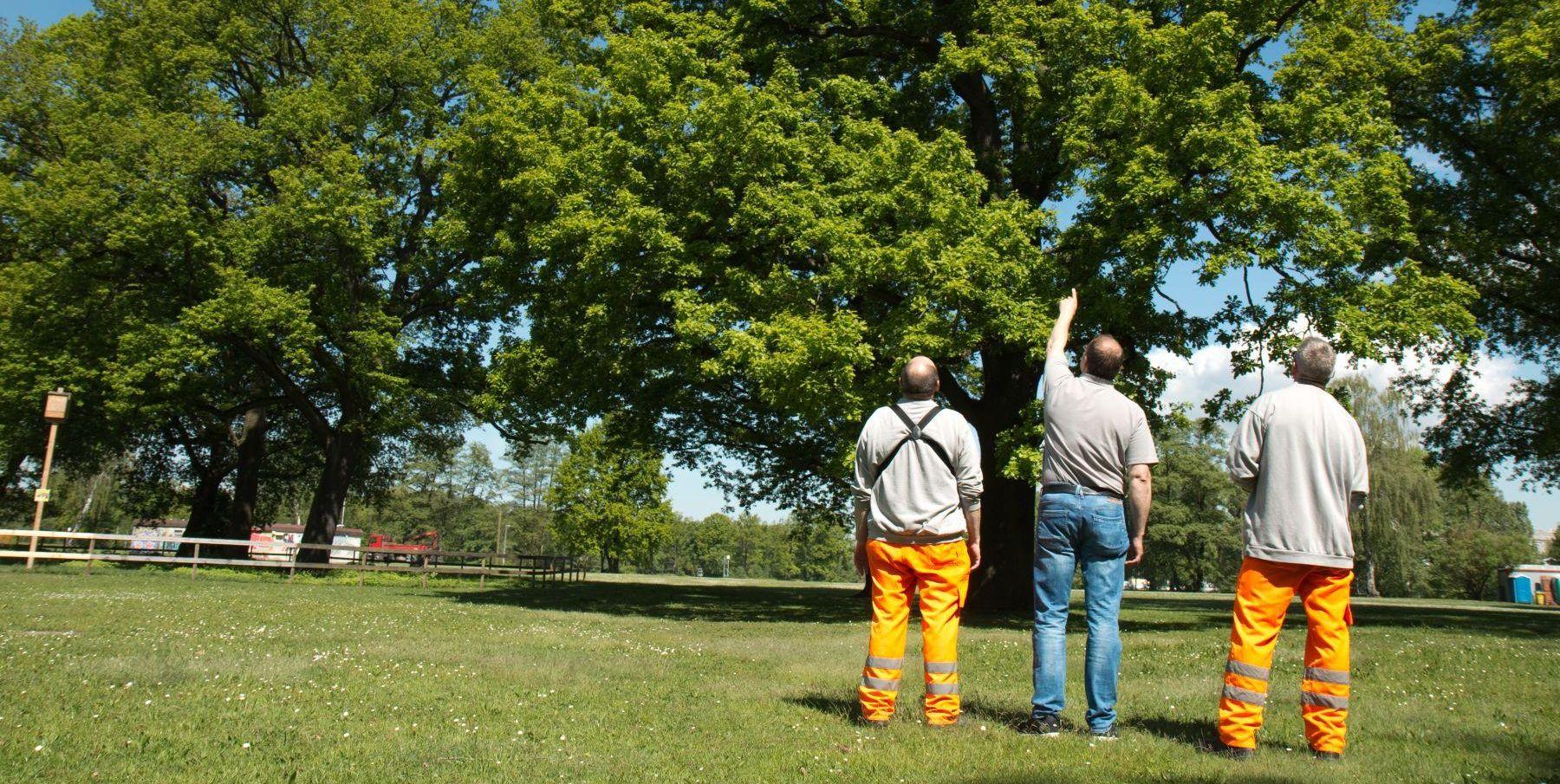 Für den Servicebetrieb Öffentlicher Raum (SÖR) war es ein positiver Sommer, weil er "nicht so lang, heiß und trocken war wie im Jahr zuvor", sagt Sprecher André Winkel. Die Rasenflächen seien grün geblieben und nicht vertrocknet, die Wiesenmasse nach dem Mähen lag im Normalbereich.