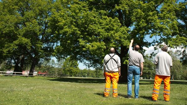 Für den Servicebetrieb Öffentlicher Raum (SÖR) war es ein positiver Sommer, weil er "nicht so lang, heiß und trocken war wie im Jahr zuvor", sagt Sprecher André Winkel. Die Rasenflächen seien grün geblieben und nicht vertrocknet, die Wiesenmasse nach dem Mähen lag im Normalbereich.