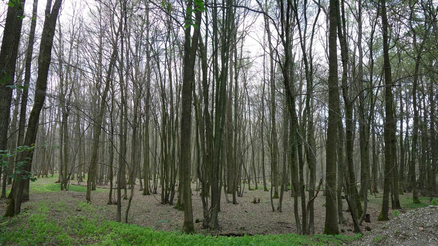 Schwammspinner machen dem Wald um Trailsdorf zu schaffen: Auf einer Fläche von 30 Hektar haben die Tiere bereits Bäume kahl gefressen.