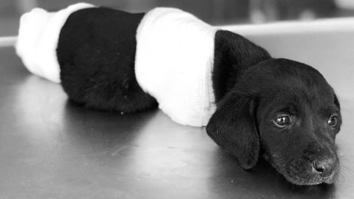 Türkei: Tierquäler schneidet Welpen die Beine ab