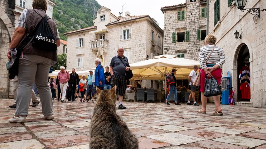 Während man in den Nationalparks von Montenegro oft noch für sich ist, ist die Altstadt von Kotor fest in der Hand von Touristen. Diesen vierbeinigen Stadtbewohner bringt das Gewusel auf den Plätzen aber nicht aus der Ruhe.