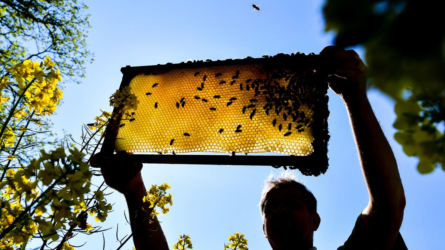 Mehr als 100 Mitglieder zählt der Bienenzuchtverein, der zu den ältesten Altdorfer Vereinen gehört und im Nürnberger Land der älteste Imkerverein ist. Mehr als 100 Mitglieder zählt der Bienenzuchtverein, der zu den ältesten Altdorfer Vereinen gehört und im Nürnberger Land der älteste Imkerverein ist.