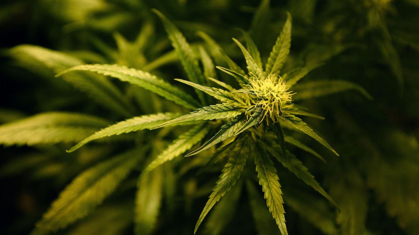 Cannabis völlig legal erwerben - das ist in Kanada schon bald möglich.