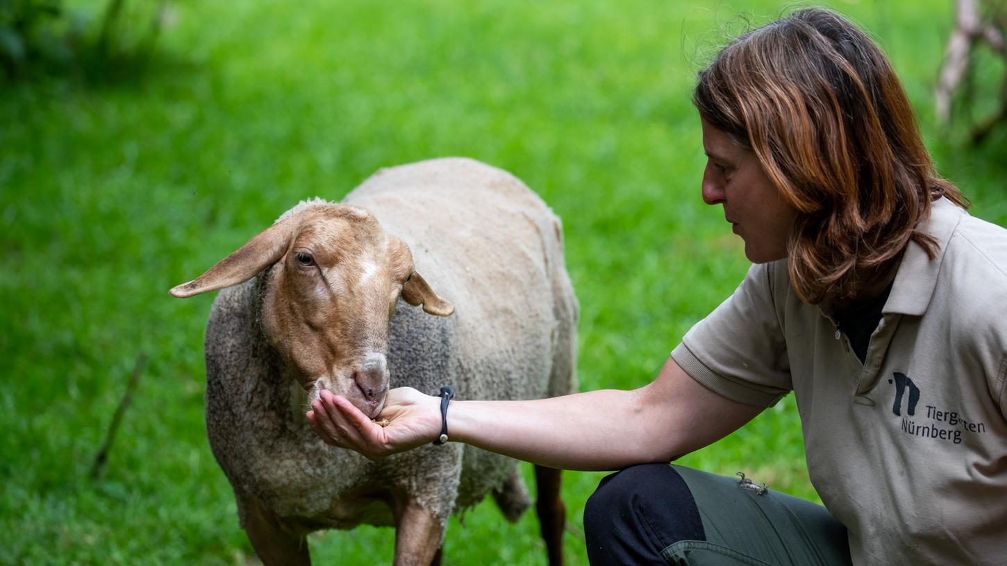 Rosi, das Skandal-Schaf aus dem Nürnberger Tiergarten, ist erst kürzlich zum zweiten Mal Mutter geworden. Vor drei Jahren tauchte das Schaf in einem Münchner Bordell auf und sorgte für Schlagzeilen.