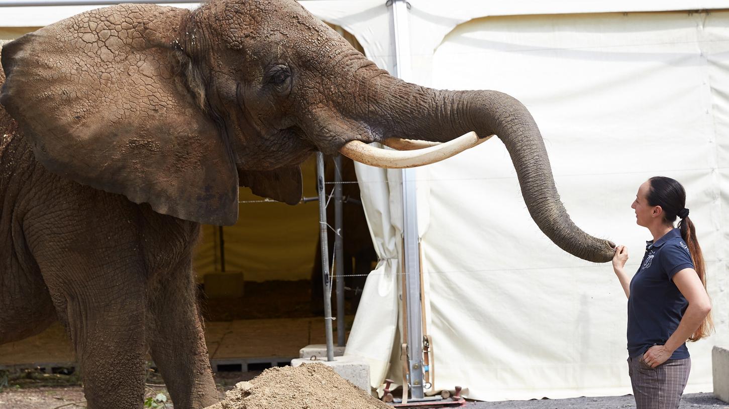 Zirkus-Verbot für Elefanten und Seelöwen in Schweden