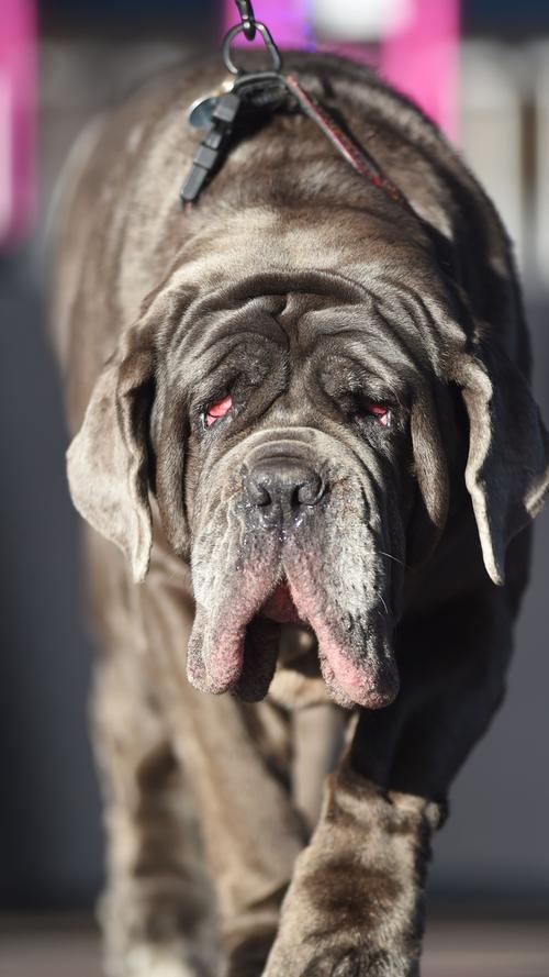 So schön hässlich: Der Ugly-Dog-Contest in den USA
