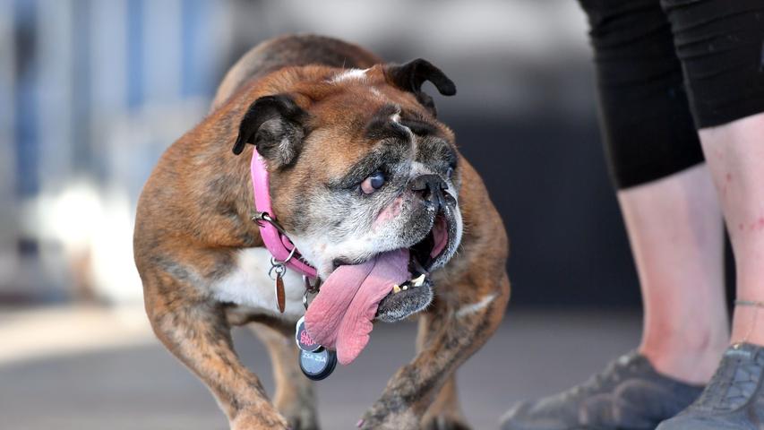 So schön hässlich: Der Ugly-Dog-Contest in den USA