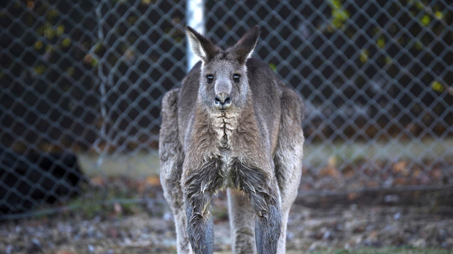 Ein Känguru sorgte in Canberra für eine halbstündige Unterbrechung eines Fußballspiels.