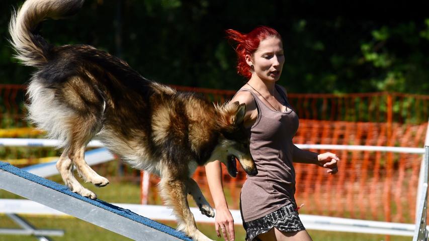 Sportliche Vierbeiner: Hunderennen in Schwabach