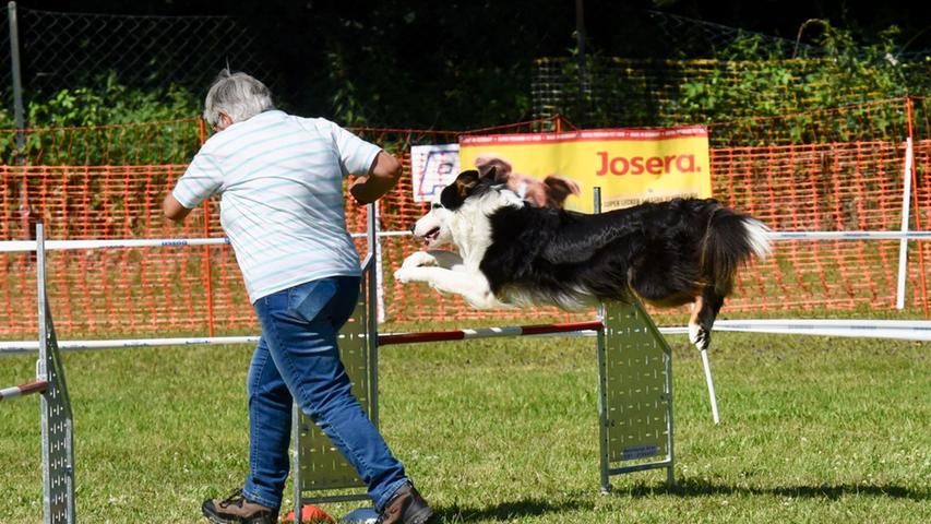 Sportliche Vierbeiner: Hunderennen in Schwabach