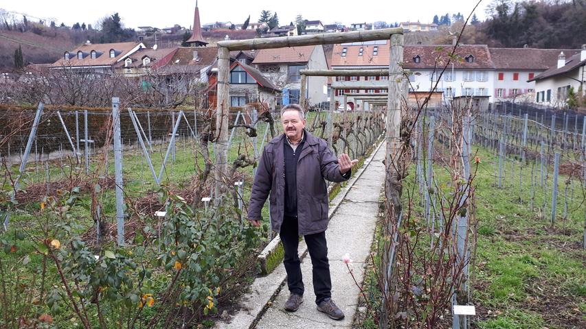 In Motiers am Fuß des Mont Vully führt Winzer Eric Simonet vom Traditionsweingut "Petit Chateau" durch einen Musterrebgarten.