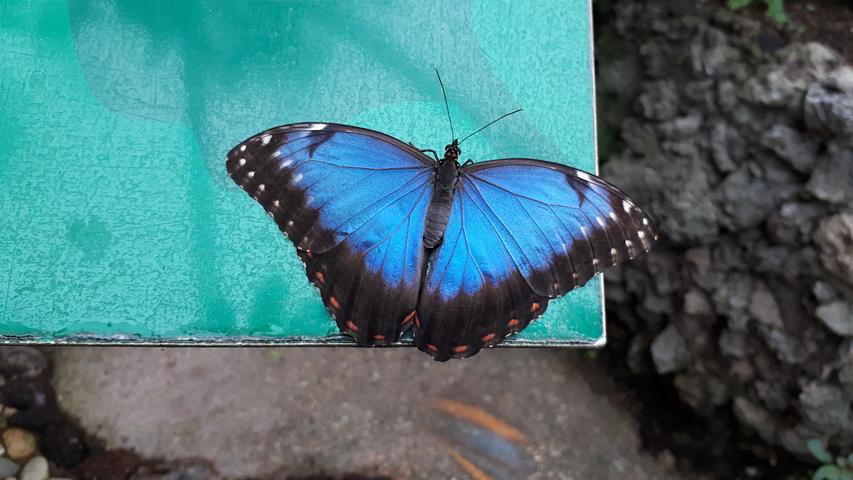 Mehr als 60 Arten aus allen Tropengebieten flattern den Besuchern im Schmetterlings-Zoo "Papiliorama" in Kerzers um die Köpfe.