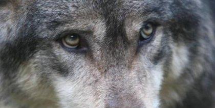 Wird der Wolf wieder in Mittelfranken heimisch?