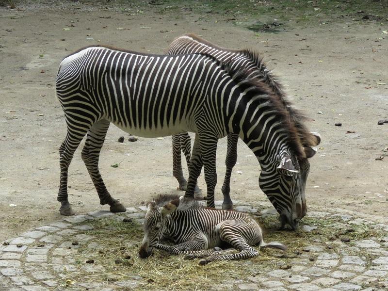 Grevyzebras wurden gejagt, um ihr attraktives Fell auszustellen und weil man sie für Nahrungskonkurrenten für das Vieh hielt. Weitere Bedrohungen sind Reduktion des Verbreitungsgebietes durch Ausdehnung menschlicher Siedlungen und Wirtschaftsflächen und damit verbundene schlechtere Zugangsmöglichkeit zu Wasser. Die Population ist mit einem Rückgang von 94 Prozent seit den 1980er Jahren fast zusammengebrochen und gilt deshalb als stark gefährdet.