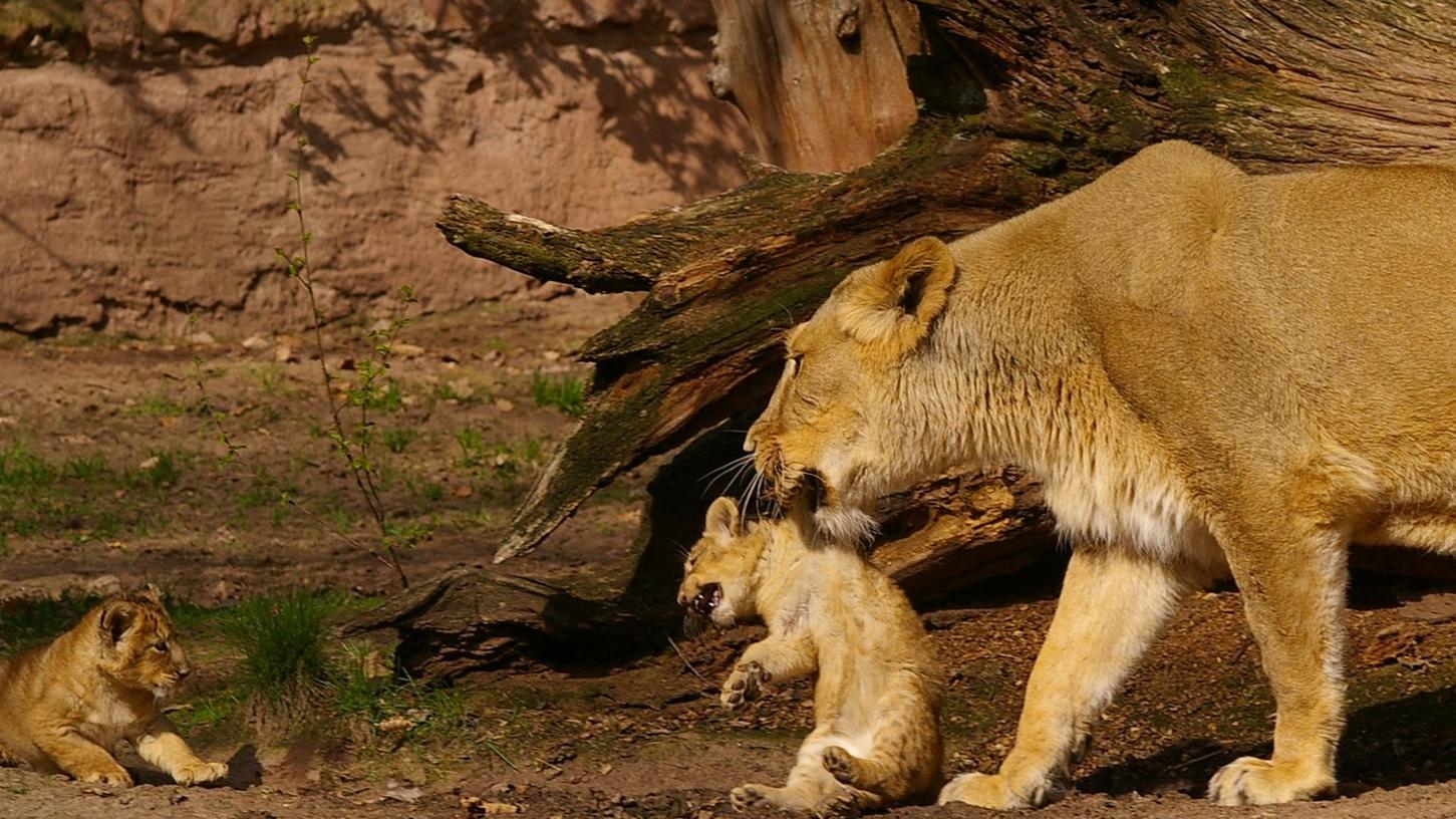 Eingeschläfert: Tiergarten Nürnberg trauert um Löwin Keera