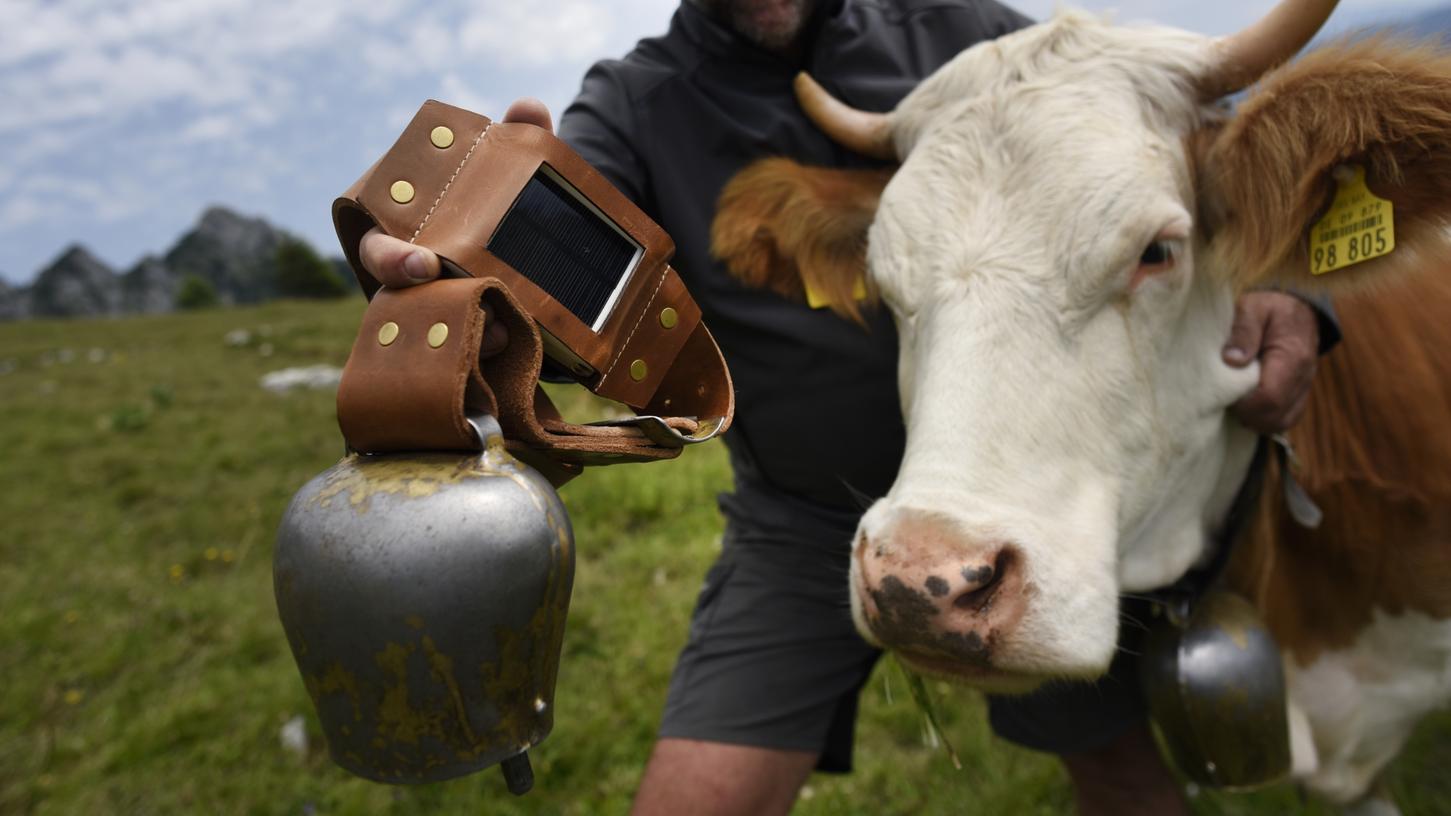 Was viele auf dem Land eher störend empfinden: die lauten Kuhglocken.