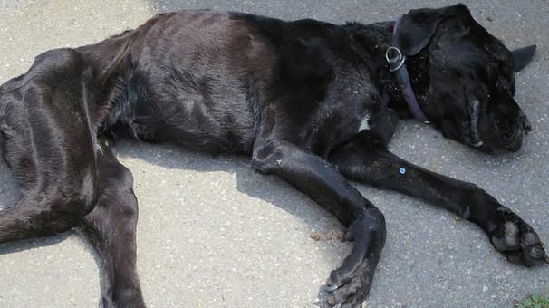 Tierdrama in Kissing: In einer Lagerhalle fand die Polizei zehn völlig abgemagerte Hunde vor, einer von ihnen war bereits tot.