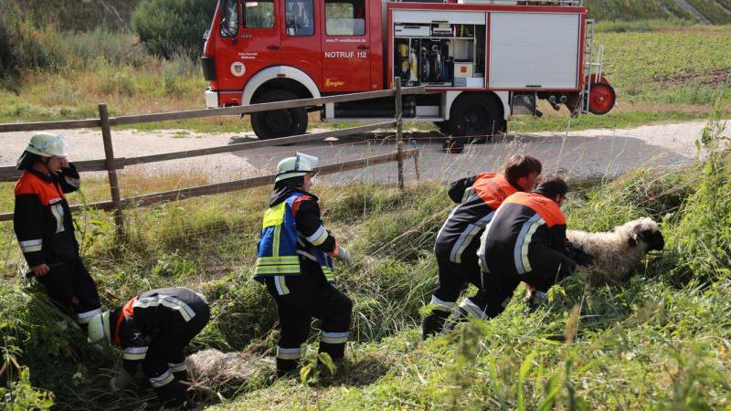 Mühlhausen: Feuerwehr rettet eingeklemmte Schafe