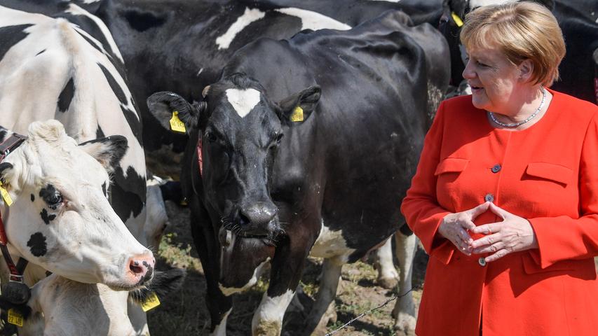 Ganz nah an der Kuh: Kanzlerin Merkel auf dem Land