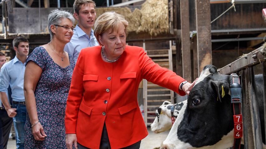Ganz nah an der Kuh: Kanzlerin Merkel auf dem Land