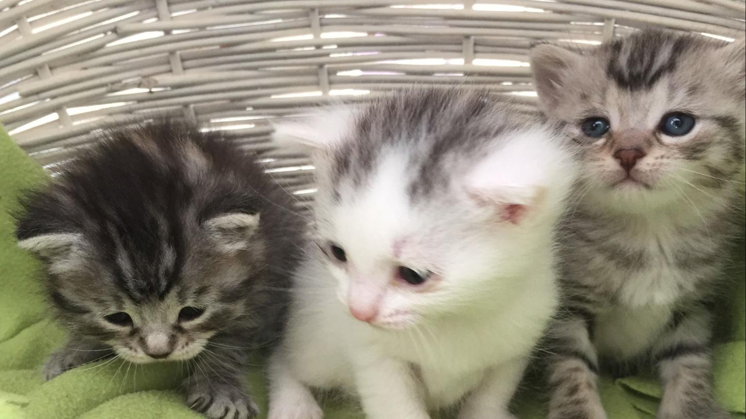 Wegen Katzenbabys: Ausnahmezustand in Nürnbergs Tierheim Wegen Katzenbabys: Ausnahmezustand in Nürnbergs Tierheim