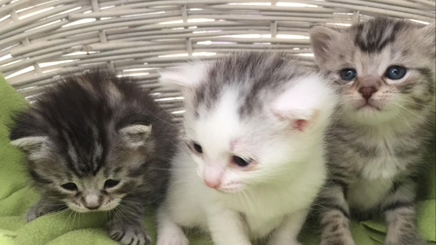 Wegen Katzenbabys: Ausnahmezustand in Nürnbergs Tierheim