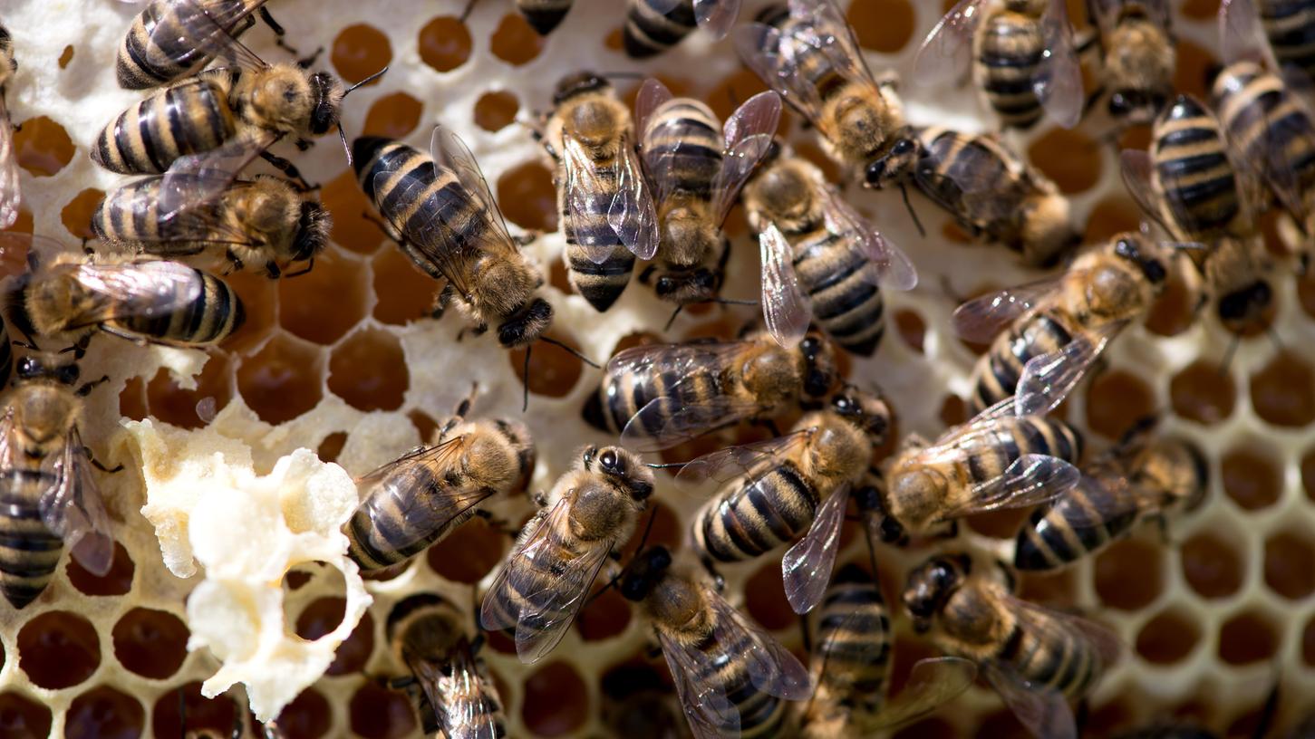 Herzogenaurach: Bienenvölker gestohlen 