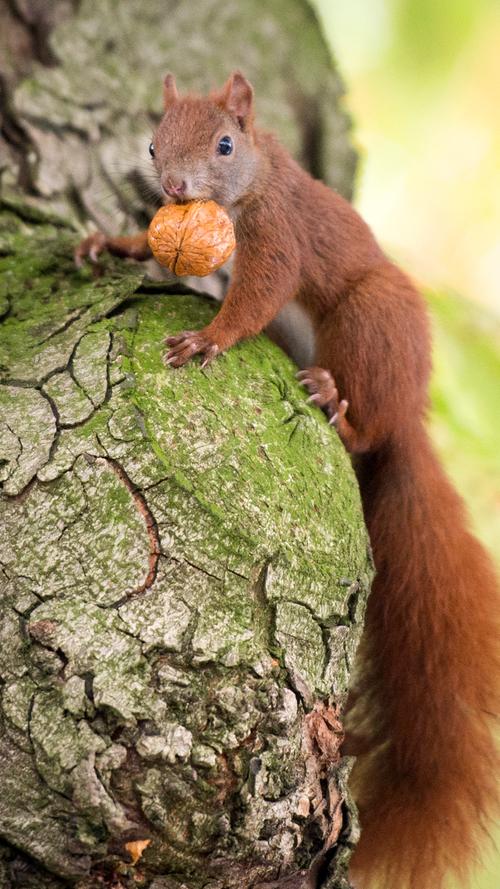 Mit ihrem buschigen Schwanz und ihren kleinen Knopfaugen sind Eichhörnchen wirklich niedlich anzusehen. Wer sich dabei überlegt, einen der Rotschopfe zu stehlen und als Haustier zu halten, sollte den Gedanken schnell verwerfen. Dafür können nämlich sowohl Freiheits- als auch Geldstrafen anfallen.