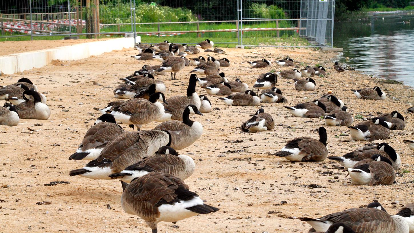 Wöhrder See: Abschuss der Gänse sorgt weiter für Ärger