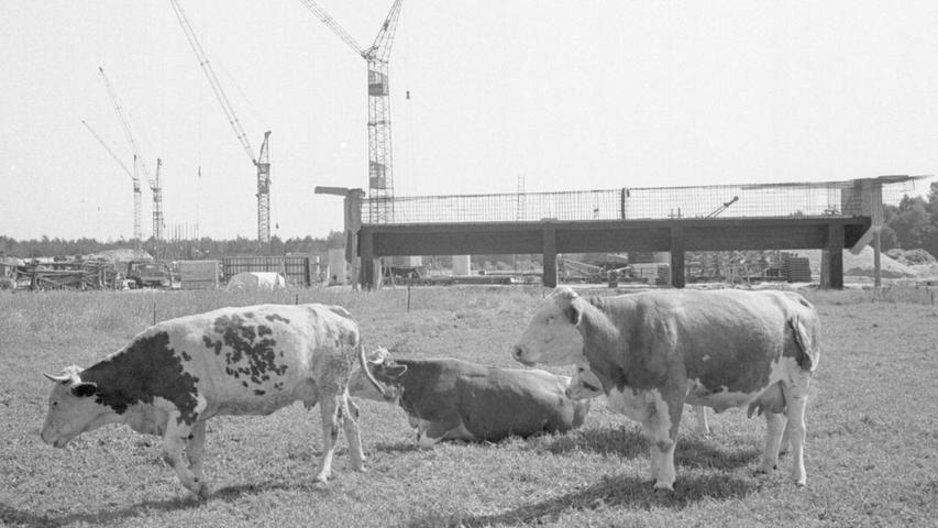 Einige Kühe sind die letzten Zeugen einer jahrhundertealten landwirtschaftlichen Blüte in Hinterhof. Das Dorf ist dem Hafen gewichen, auf den Äckern und Wiesen wachsen mächtige Brücken – wie im Hintergrund das Bauwerk 37 – in die Höhe. Hier geht es zum Kalenderblatt vom 1. August 1968: Vorstoß bis in zehn Meter Tiefe