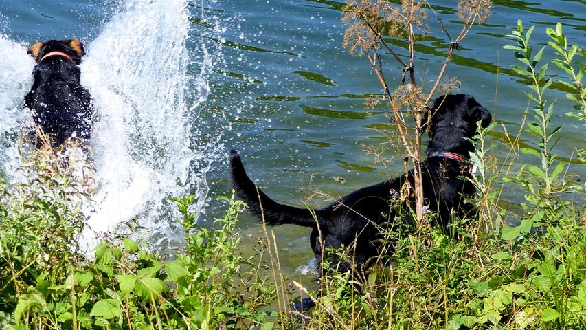 Ein Bad im Kanal: Die Hunde von Leser Erhard Prölß können den Sommer genießen.