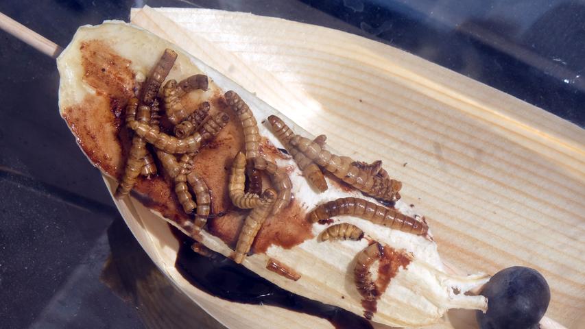 Heuschrecken, Würmer und Burger: Das Foodtruck-Festival am Airport