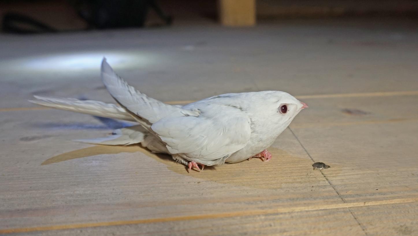Vogel-Sensation in Roth: Albino-Mauersegler aufgetaucht